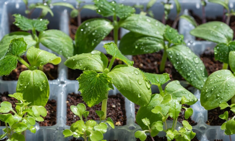 how to start a vegetable garden