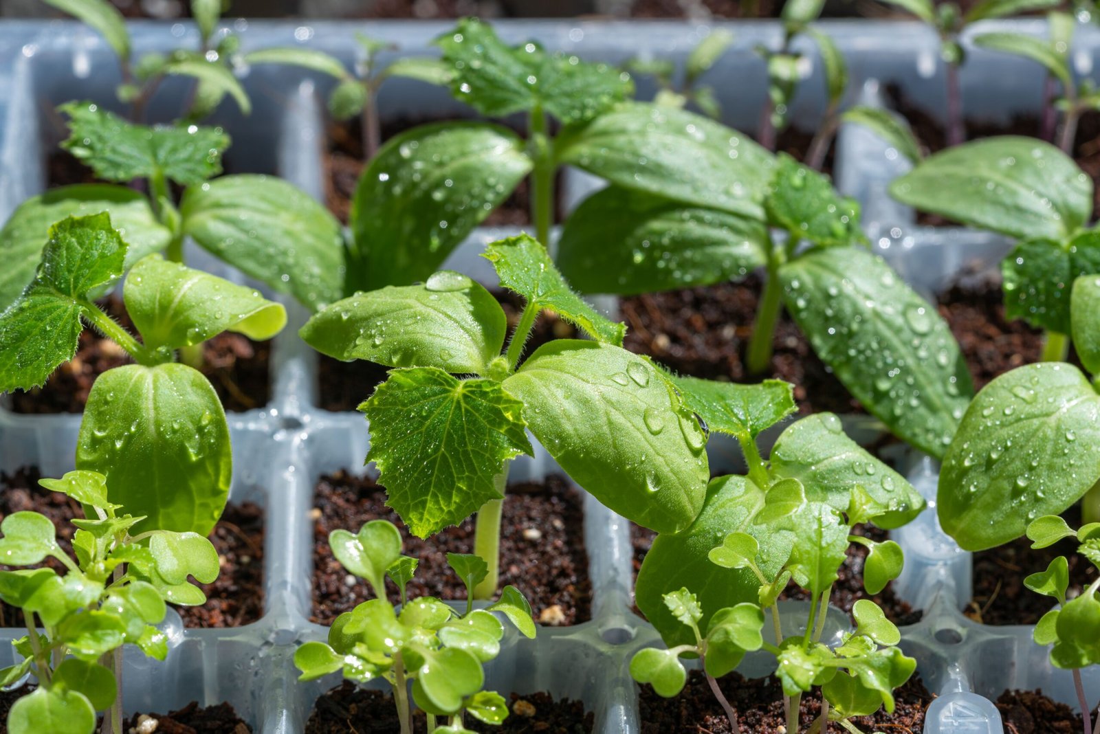how to start a vegetable garden